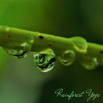 rainforest yoga. relaxing music download mp3